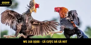 WS168 QQ88 - Sảnh Game Đá Gà Hot Nhất Năm 2025  8 ws168-qq88-avatar