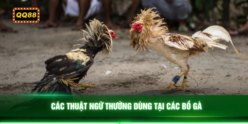 Các thuật ngữ thường dùng tại các bồ gà