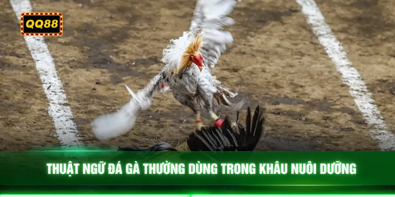 Thuật ngữ đá gà thường dùng trong khâu nuôi dưỡng